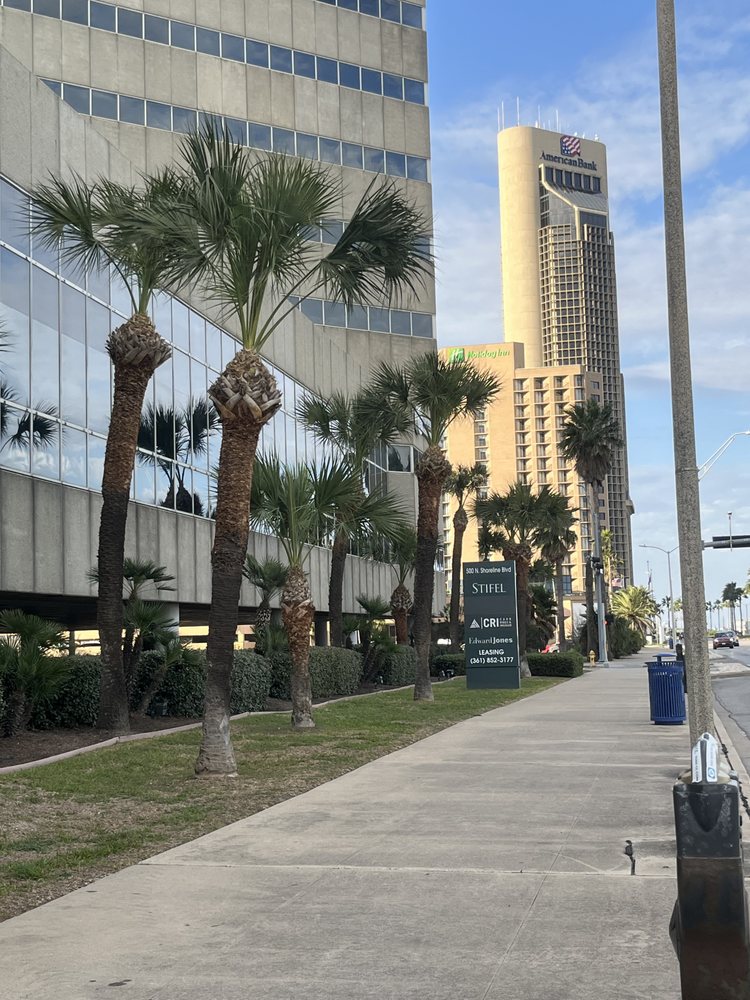 Manicured palm trees along Shoreline Boulevard in downtown Corpus Christi